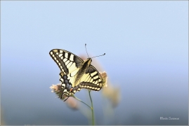 <p>OTAKÁREK FENYKLOVÝ (Papilio machaon) Rychnov u Jbc n. N. ----- /Old World swallowtail - Schwalbenschwanz/</p>